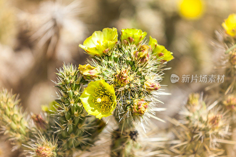 Gander的Cholla仙人掌花的特写，Anza Borrega沙漠州立公园